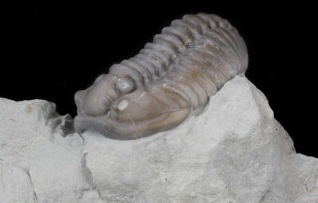 Flexicalymene Trilobite From Ohio #45056